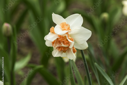 Spring tulips and season flowers