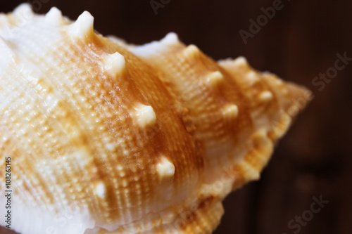 Sea shell close-up