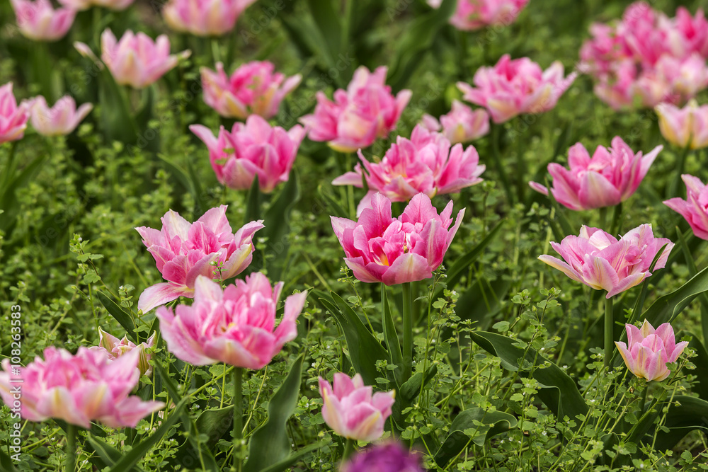 Spring tulips and season flowers Spring tulips and season flowers