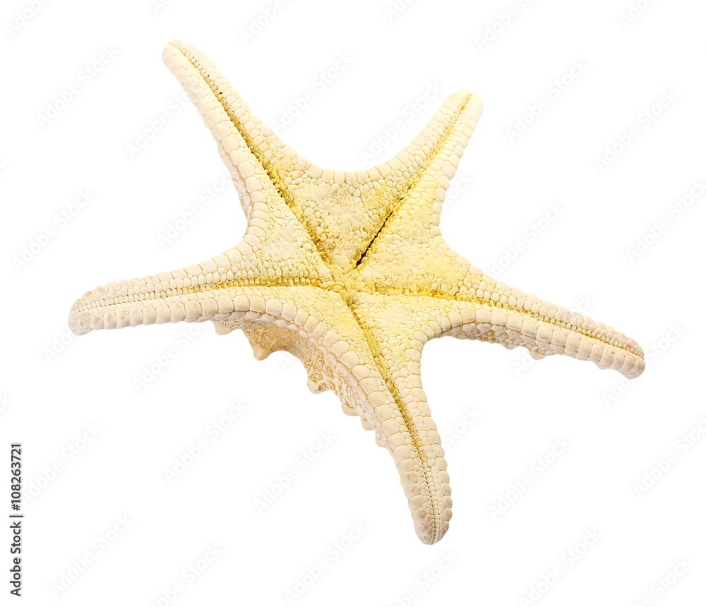 starfish isolated on white background, close up and clipping path starfish isolated on white background, close up and clipping path