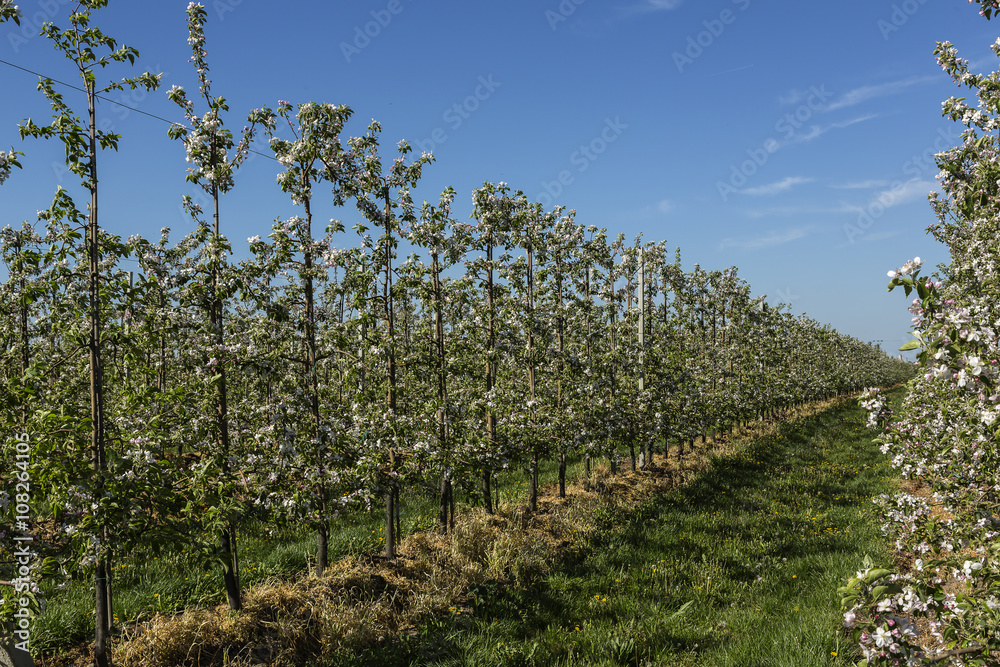Young apple orchard with bloom trees