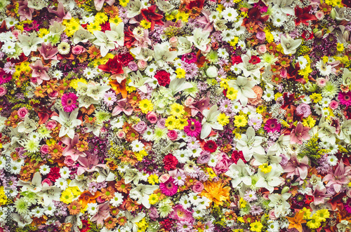 Fototapeta Naklejka Na Ścianę i Meble -  group of colorful flowers