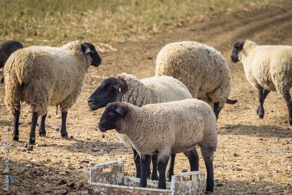 easter lamb with mother sheep