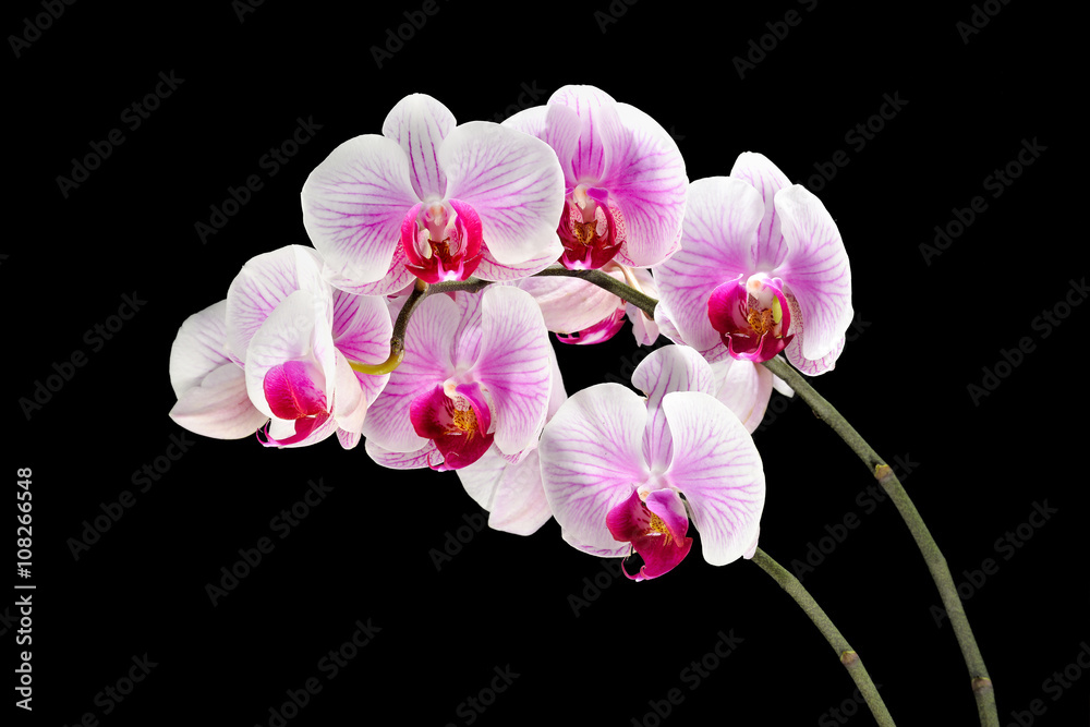 Obraz premium Tło kwiat orchidei