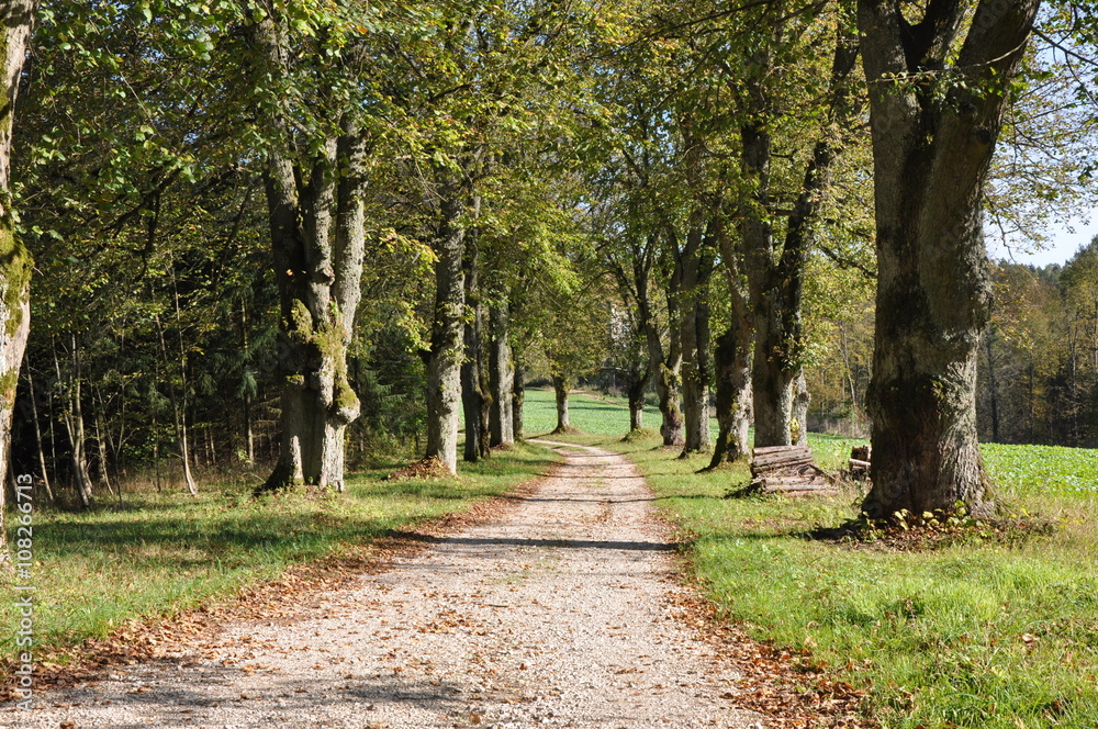 Waldweg