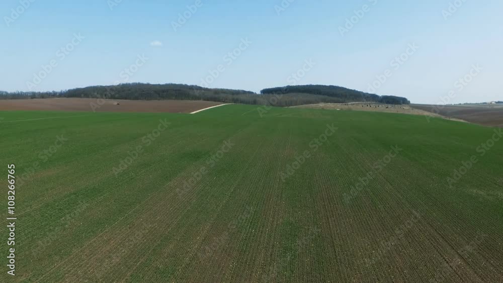 Aerial view of wheat's shoots on fields, trees,green landscape, blue sky Aerial view of wheat's shoots on fields, trees,green landscape, blue sky