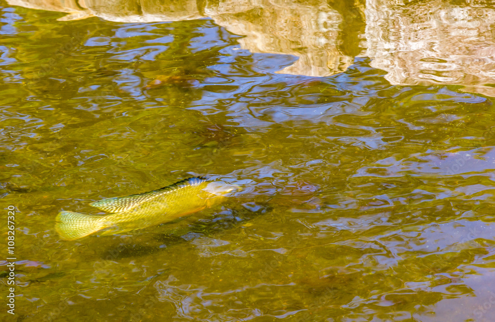 Obraz premium Peixe no lago.