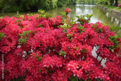 ツツジの花／山形県で綺麗な「ツツジの花」を撮影した写真です。