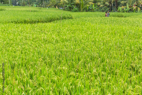 Green rice field at Sunny day.