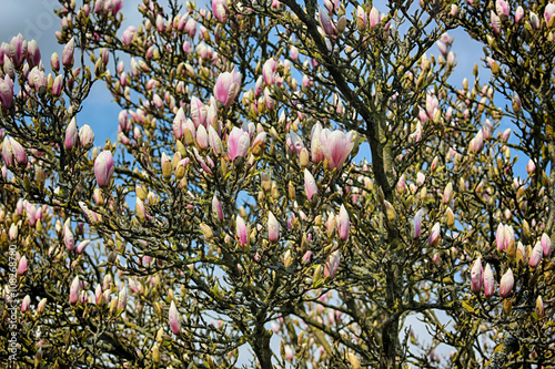 Blue sky with magnolia blossom photo