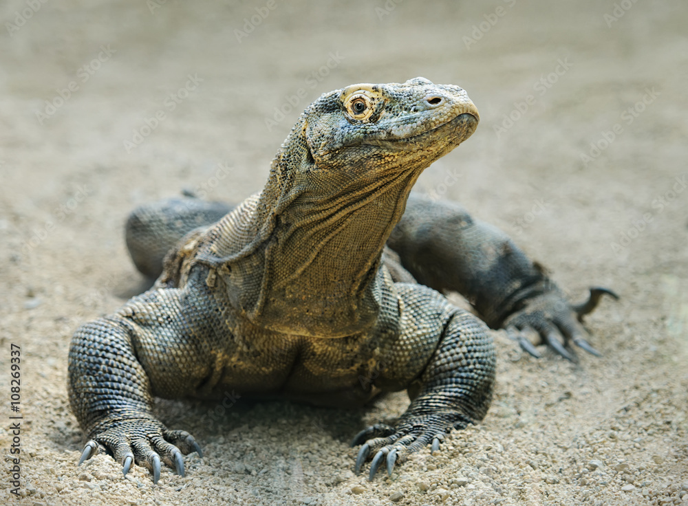 Giant lizard. Komodo dragon over sand background Giant lizard. Komodo dragon over sand background
