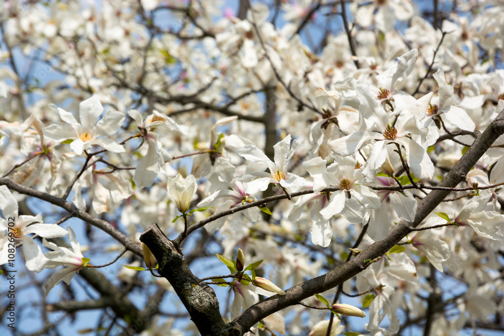 Branches of a magnolia in a garden Branches of a magnolia in a garden