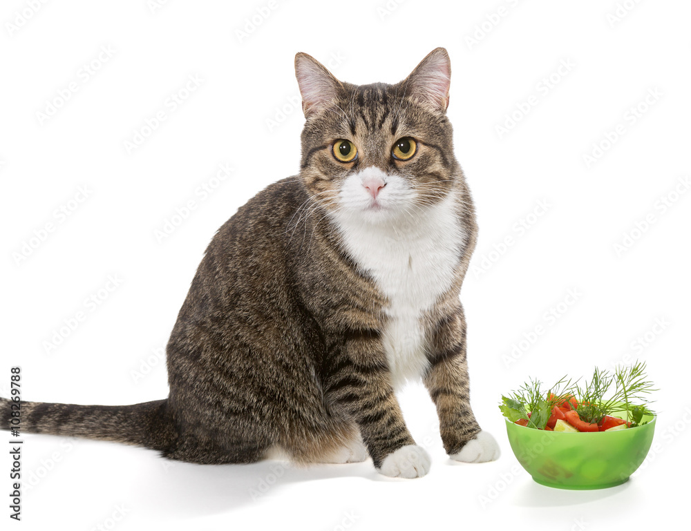 Fat grey cat and salad