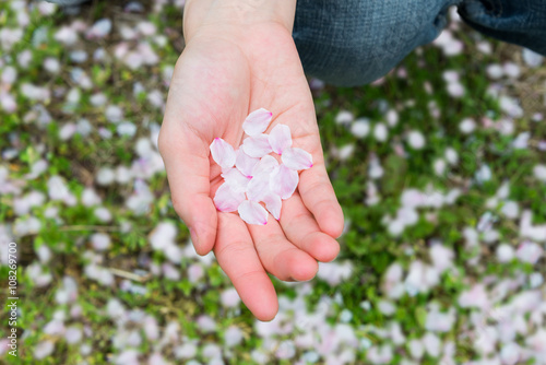Cherry Blossom Petals Held by a Young Lady's Hands
