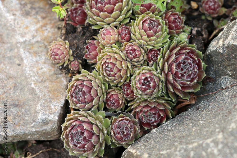 Hauswurz StockFoto Adobe Stock