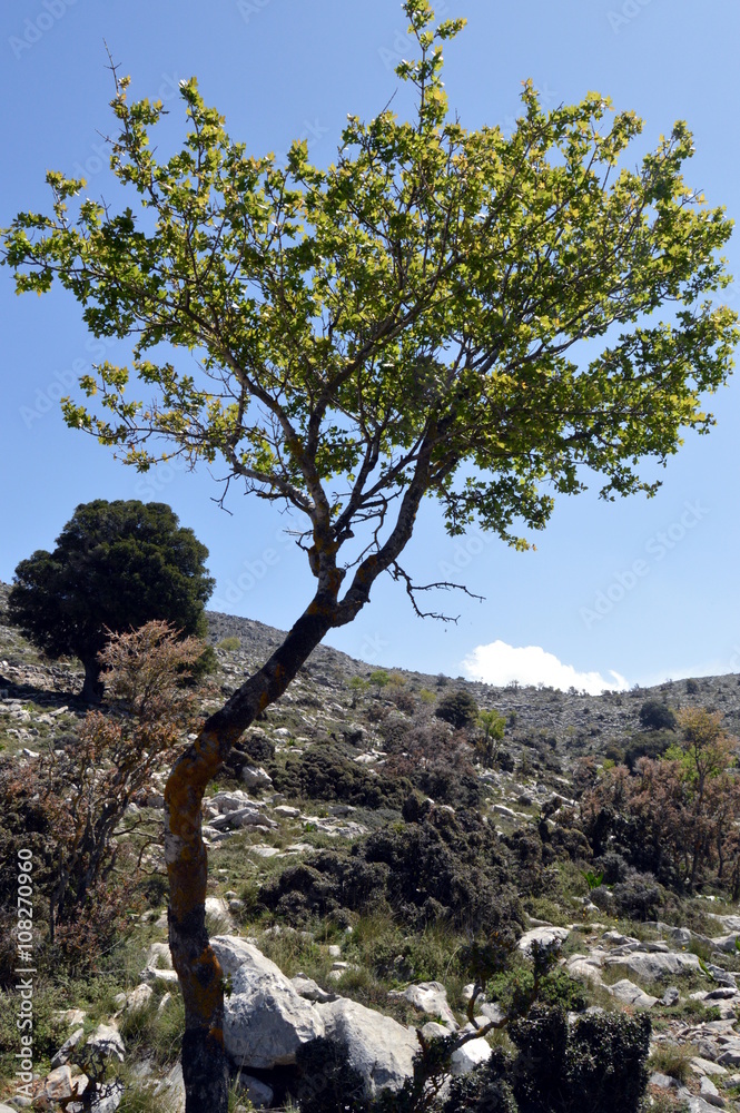 A shrub in the mountain on a hill in Crete.