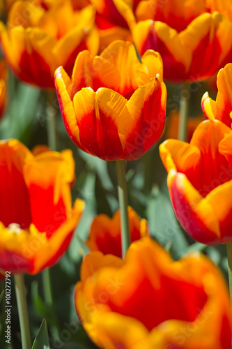 Fresh yellow tulips in warm sunlight. Gardening. Spring flowers.
