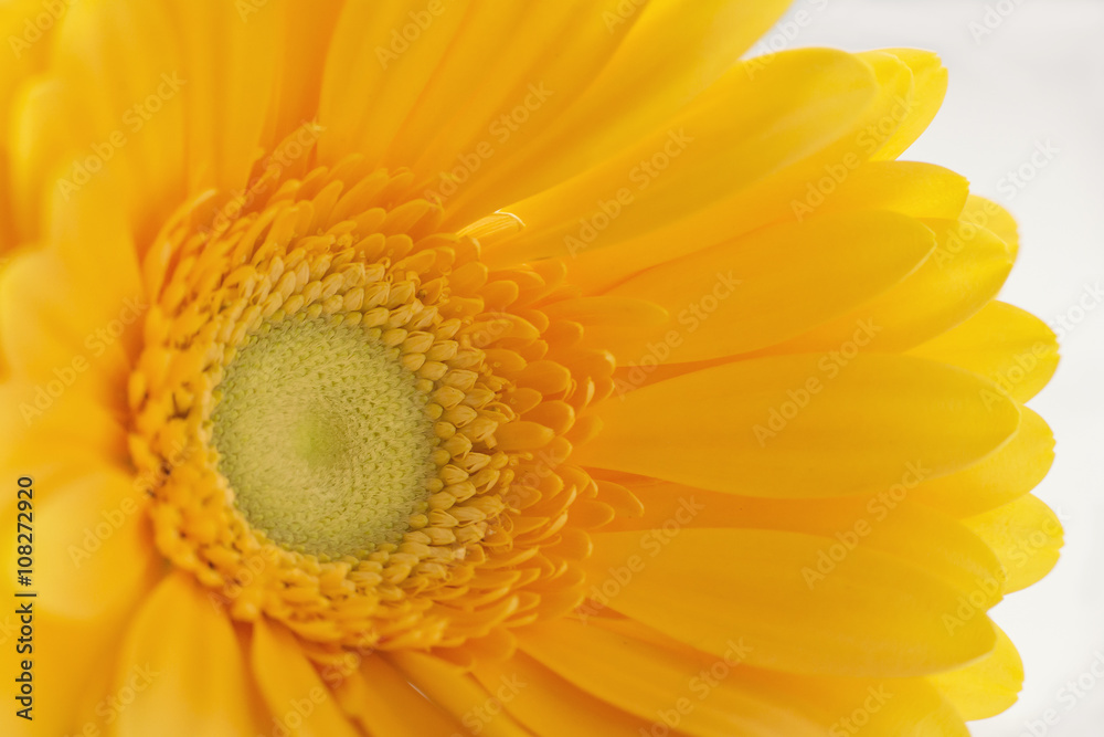 Bright yellow gerber daisy