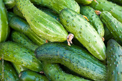 fresh green cucumbers  