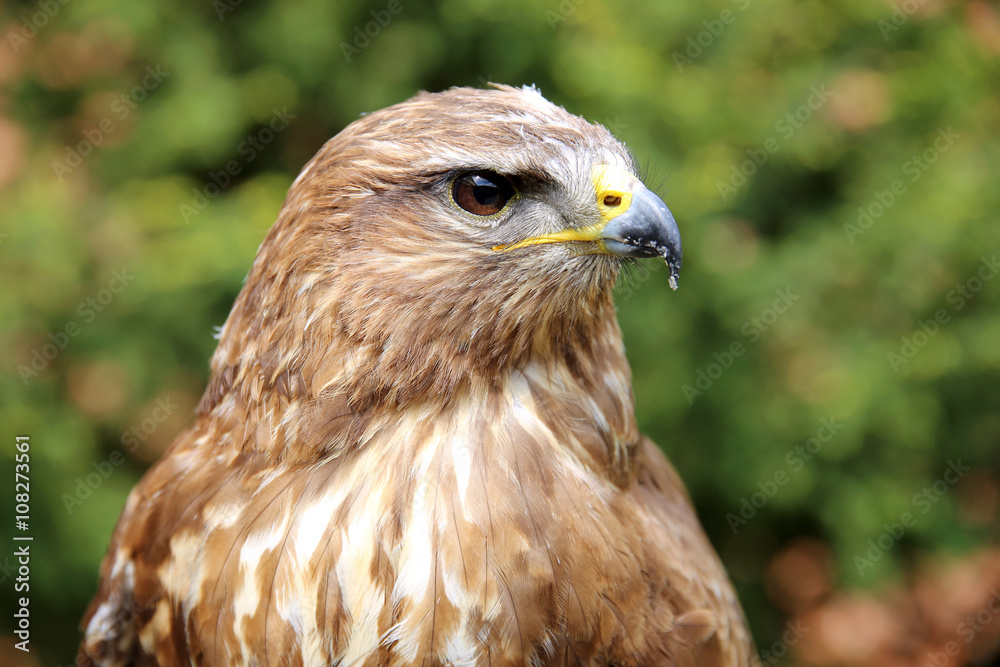 Eurasian buzzard also known as the common buzzard Eurasian buzzard also known as the common buzzard