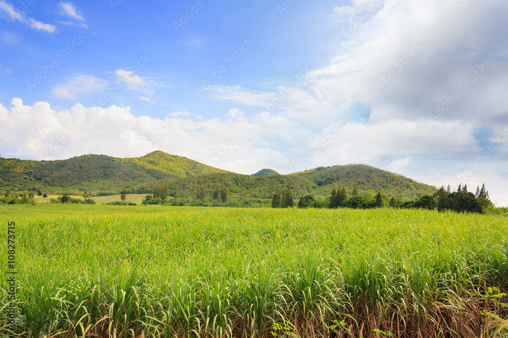 sugarcane plantation sugarcane plantation