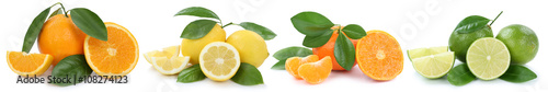Sammlung Orangen Zitronen Mandarinen Früchte in einer Reihe Fre