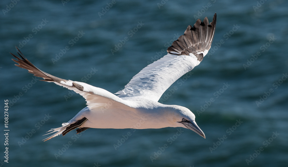 Fototapeta premium Gannet flying over sea