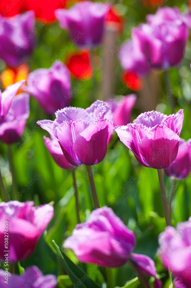 Tulips in garden in sunny day. Spring flowers. Gardening
Tulips in garden in sunny day. Spring flowers. Gardening