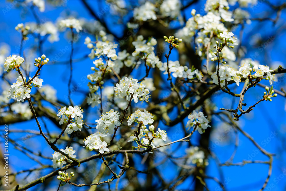 Prunus cerasifera, the cherry plum or myrobalan plum. Here seen in bloom against a clear blue sky. Lovely delicate white flowers on bare branches. There are still flower buds on the tree