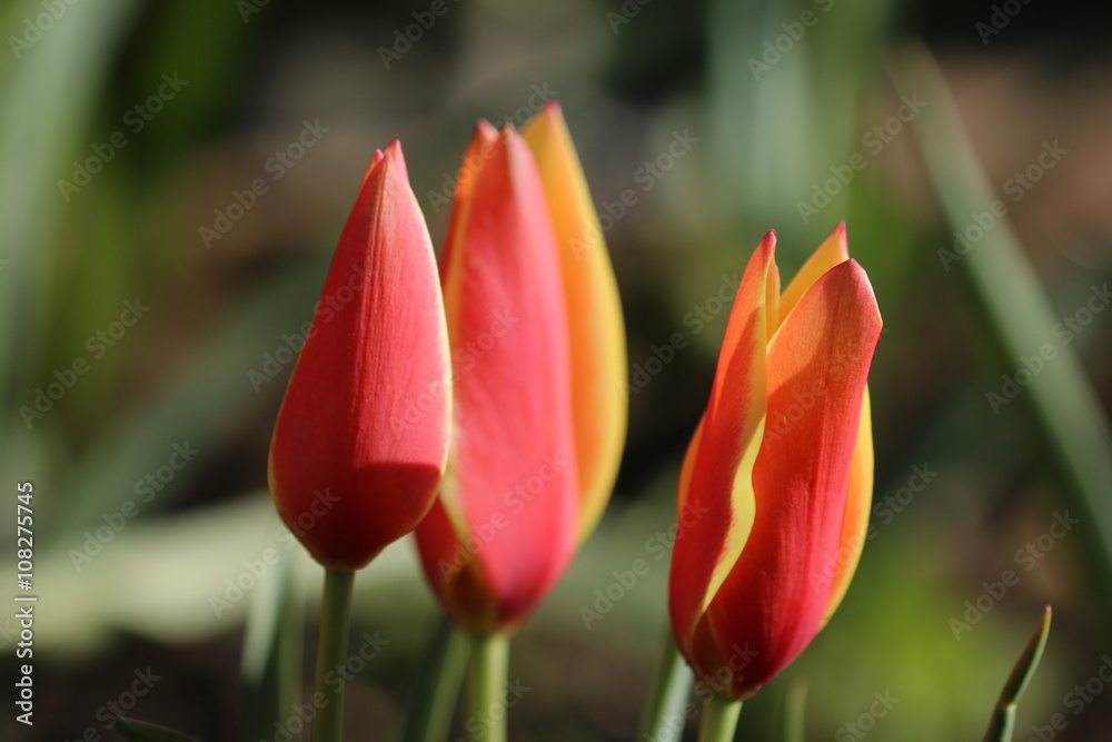 Tulpe Blüte rot-gelb