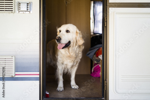 Golden retriever in caravan