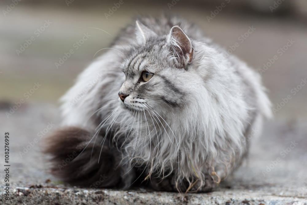 Sibirische Katze, Siberian cat Stock Photo | Adobe Stock