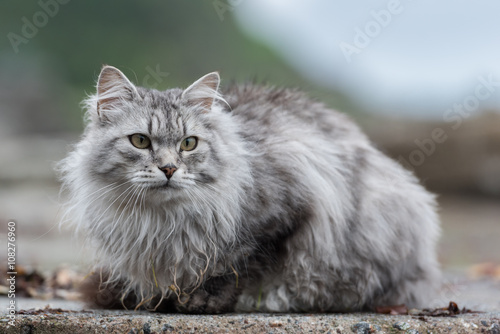 Quadro em tela Sibirische Katze, Siberian cat