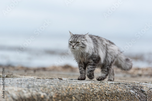 Fototapeta Naklejka Na Ścianę i Meble -  Sibirische Katze, Siberian cat