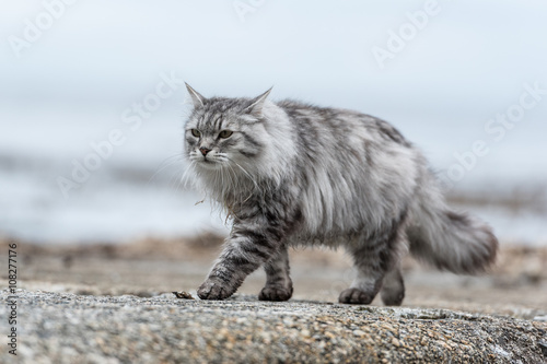 Sibirische Katze, Siberian cat