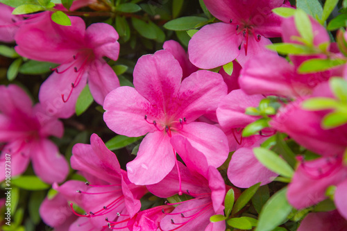 Pelargonium geranium group bright cerise pink flowers