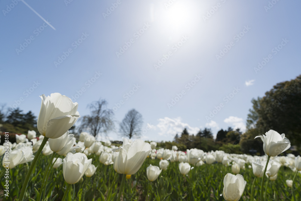 Obraz premium 白いチューリップと青空