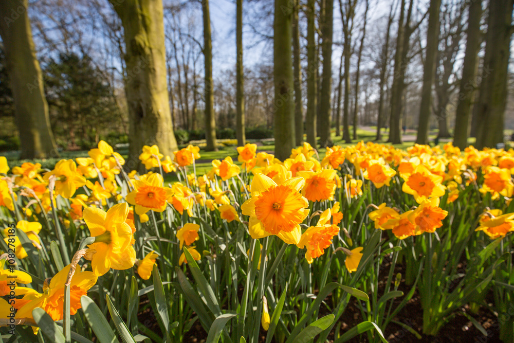 Yellow and orange tulips field