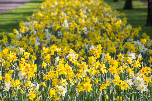 Yellow and white tulips field