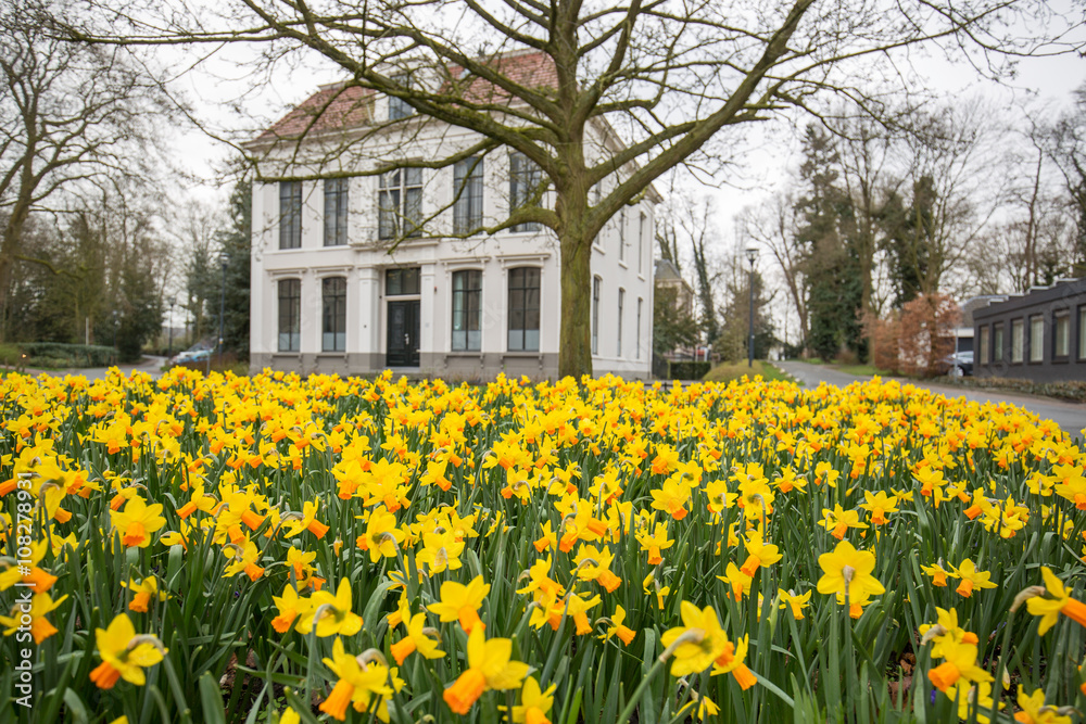 Tulips and dutch house
