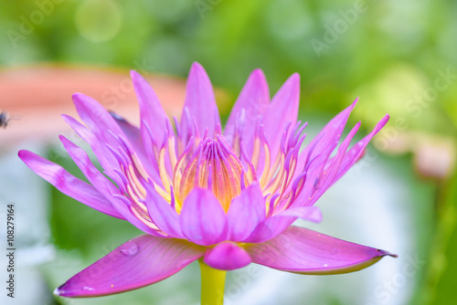 Pink of lotus blooming