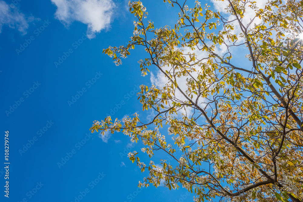 Flowers of a shadbush in spring Flowers of a shadbush in spring