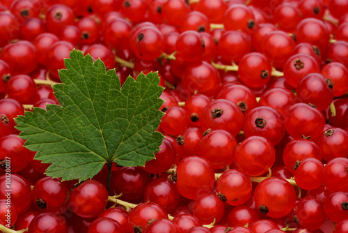 Johannisbeeren