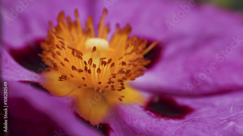 Zistrose (Cistus purpureus) im Botanischen Garten von Chania in Westkreta (Botanical Park of Crete)  photo