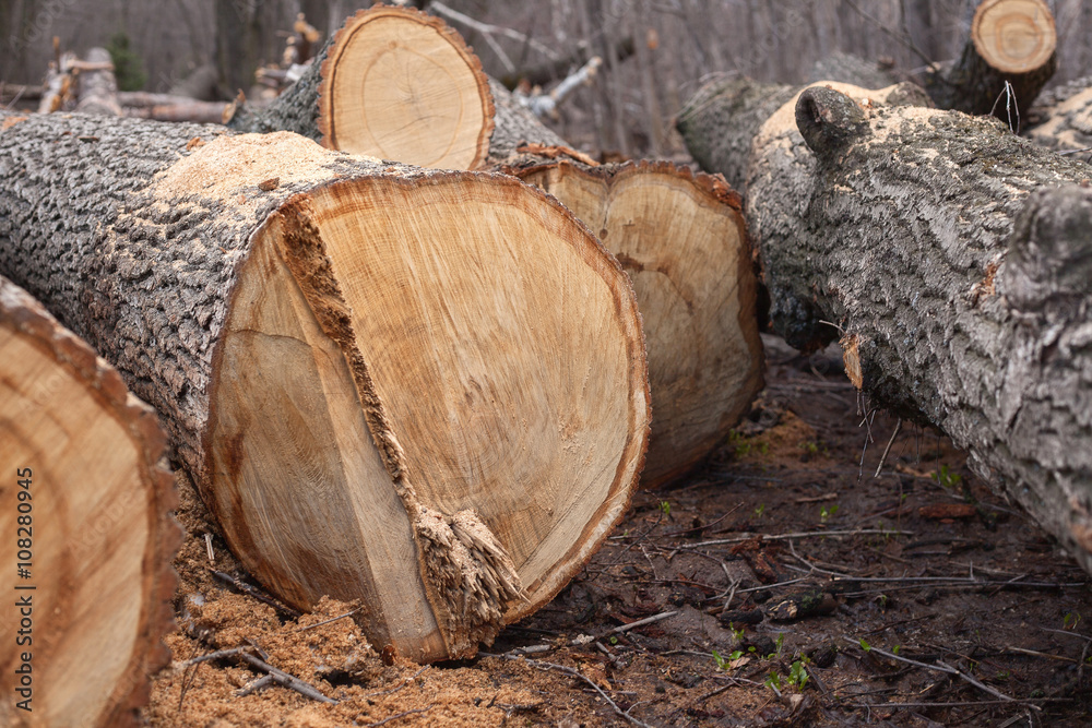 illegal felling of trees in the forest. ecology concept. illegal felling of trees in the forest. ecology concept.