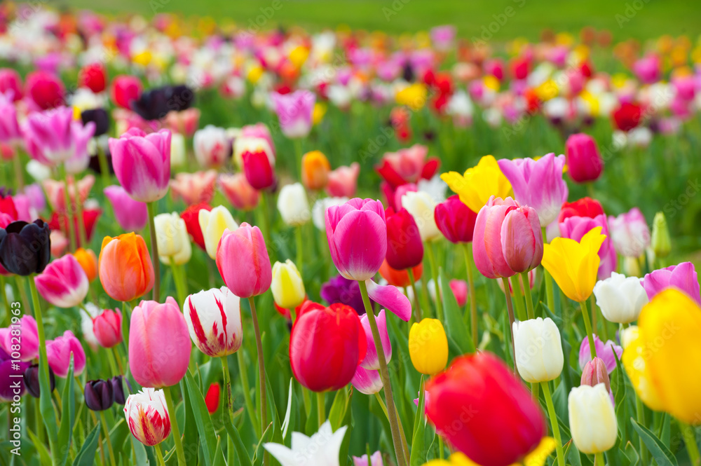 Naklejka premium Tulipanowy kwiat
