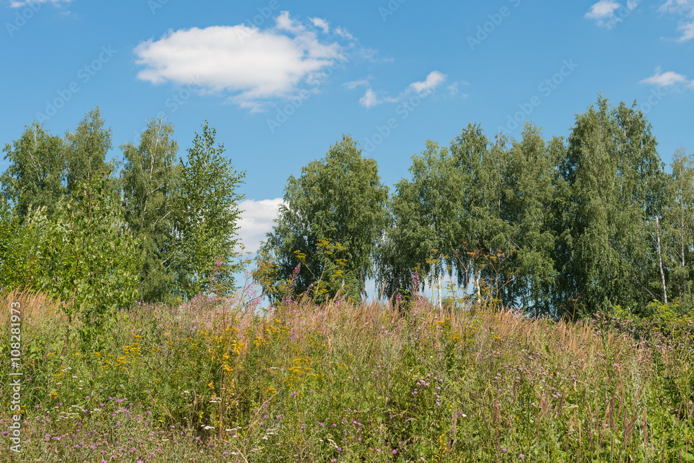 trees, tall grass and blue sky