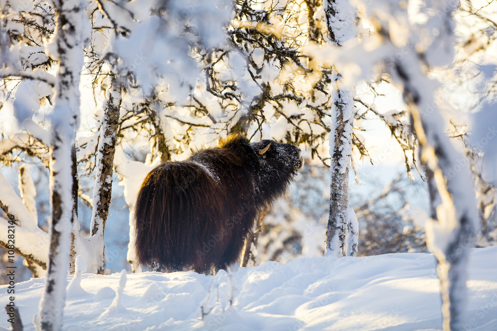 Fototapeta premium Large musk eating in the winter snow at sunset
