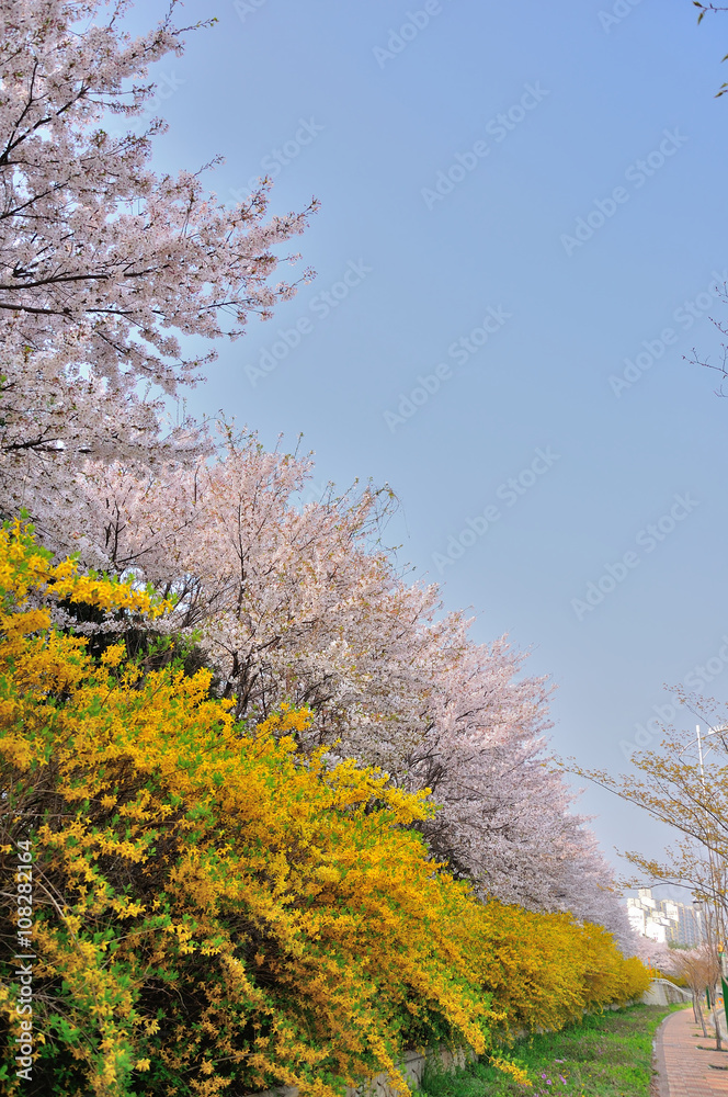 桜とレンギョウ