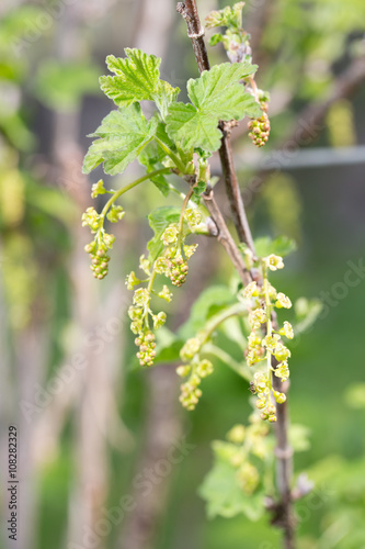 Red currant bud